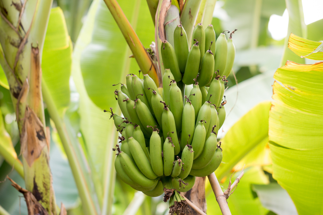 Bnana and Unripe Cultivar Bananas on The Banana Tree in The Gard