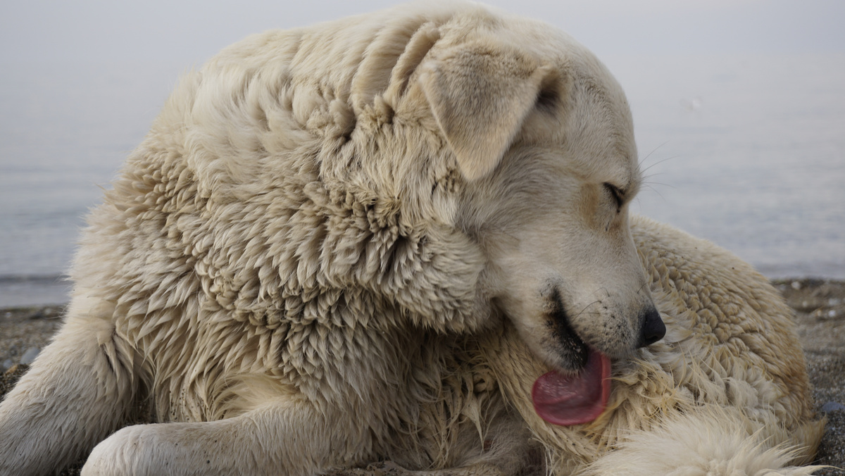 Golden dog licking and cleaning itself.