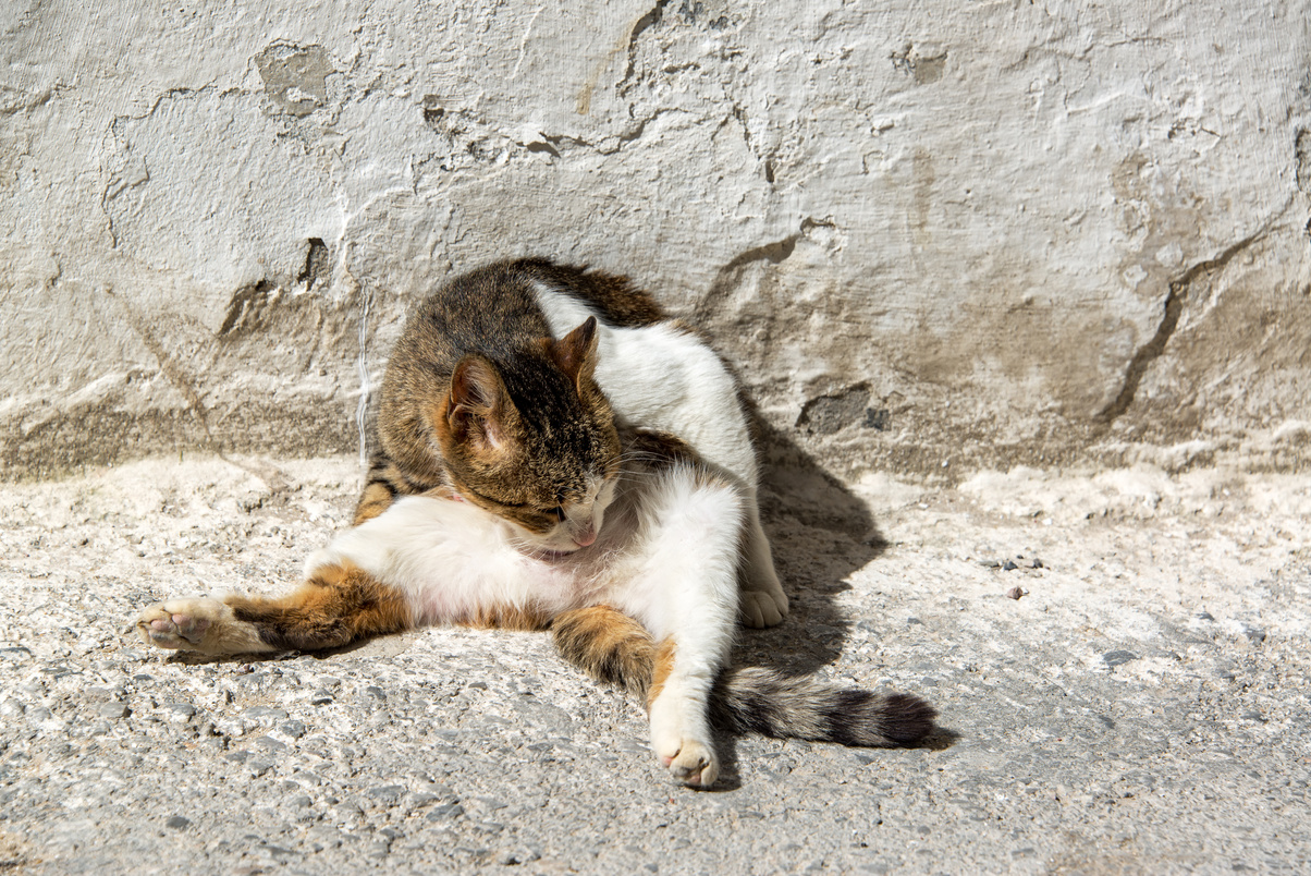 Cat Licking Itself in Tunisia