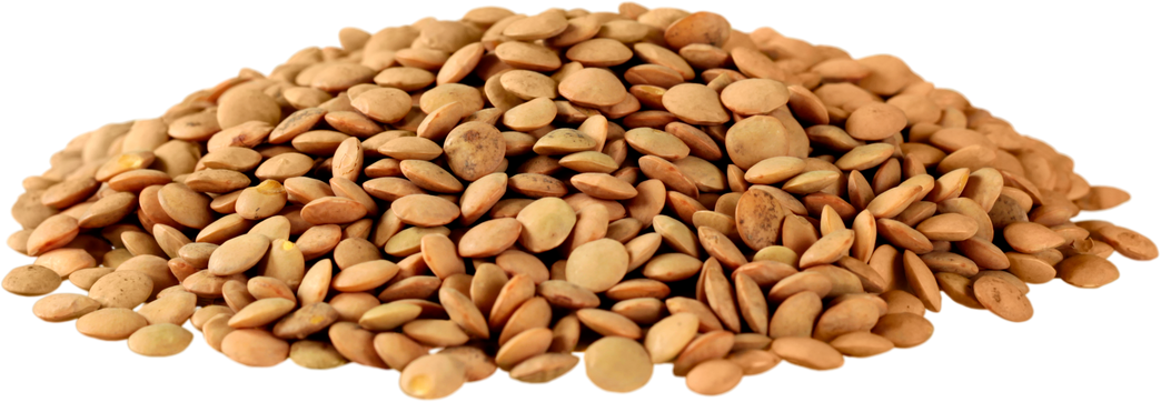 Lentils   Isolated